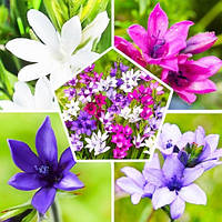 Бабіана Stricta Мікс (10 шт.)