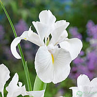 Ірис низький Альба Р9