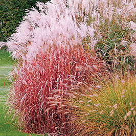 Саджанці міскантусу