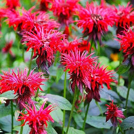 Саджанці монарди