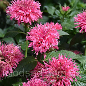 Монарда гібридна Blast Beebalm