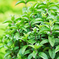 М'ята Перцева Р9