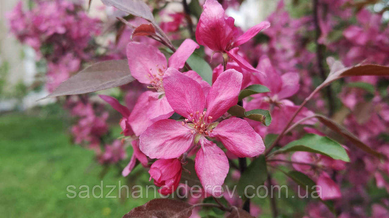 Саджанці яблунь Недзвецького "Malus Niedzwetzkyana"