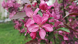 Саджанці яблунь Недзвецького "Malus Niedzwetzkyana"
