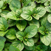 М'ята Мандаринова