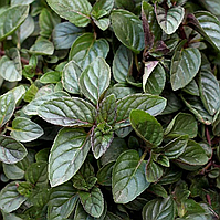 М'ята перцева Black Spertmint