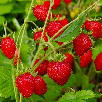 Суниця Алі Баба (полуниці) -ароматна, ремонтантна, високоврожайна