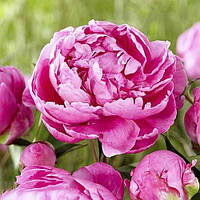 Півонія Alexander Fleming