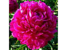 Пион Avis Varner