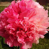 Пион Mary Jo Legare