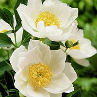 Пион Jan van Leeuwen