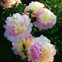 Пион Raspberry Sundae