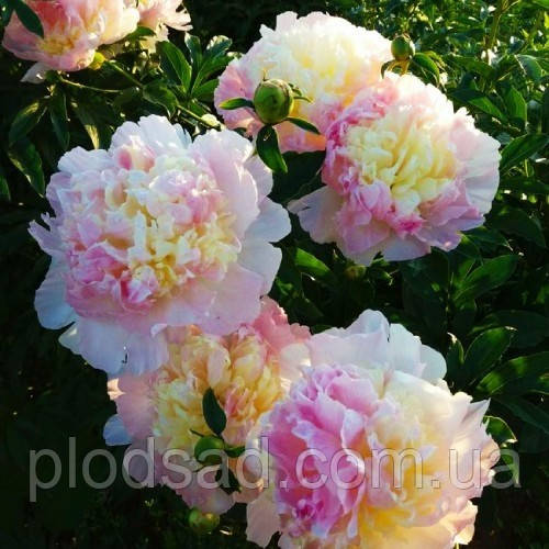 Пион Raspberry Sundae