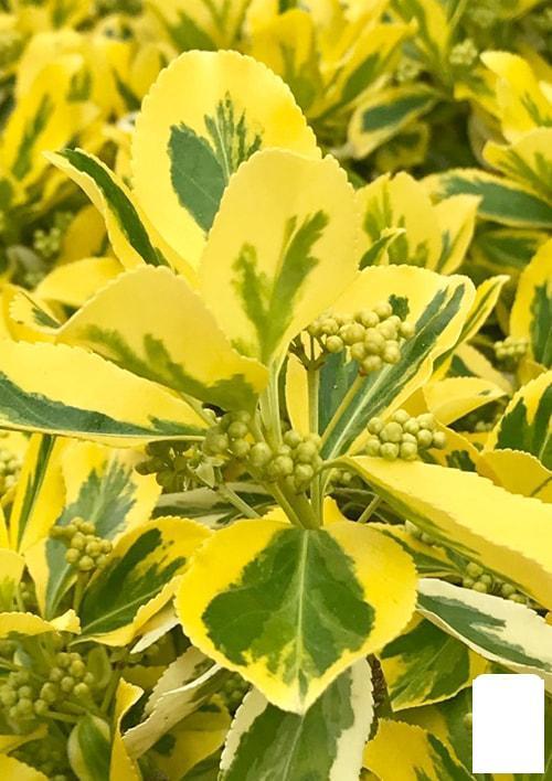 Бересклет Японский "Aureomarginata" (ID#1934583391), цена: 131 ...