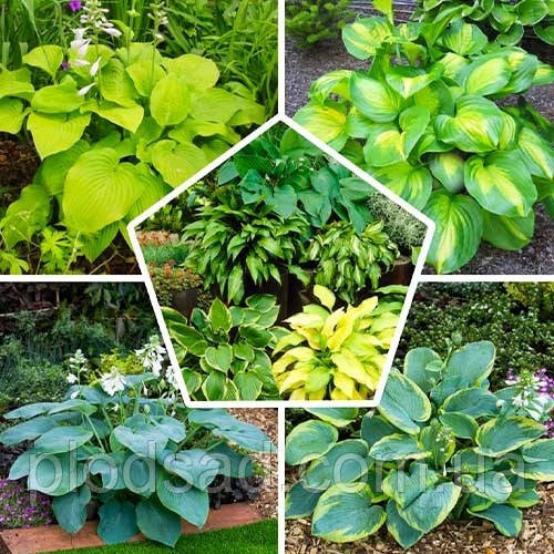 Хоста мікс С2