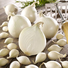 Цибуля сіянка (саджанка) Гледстоун Голландія 0,5 кг