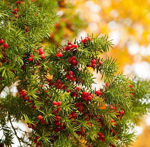 Тис ягідний у 3-літровому контейнері