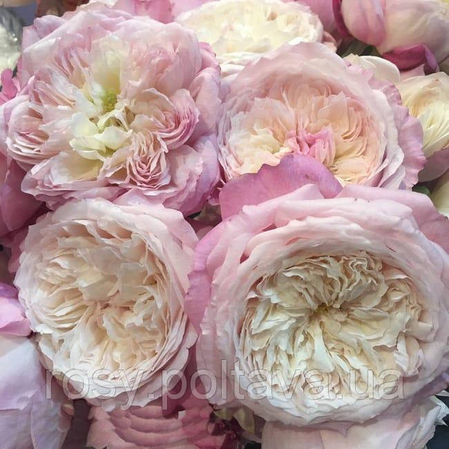 Констанс (Constance), фото 1