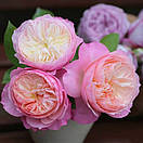 Констанс (Constance), фото 3