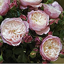 Констанс (Constance), фото 2