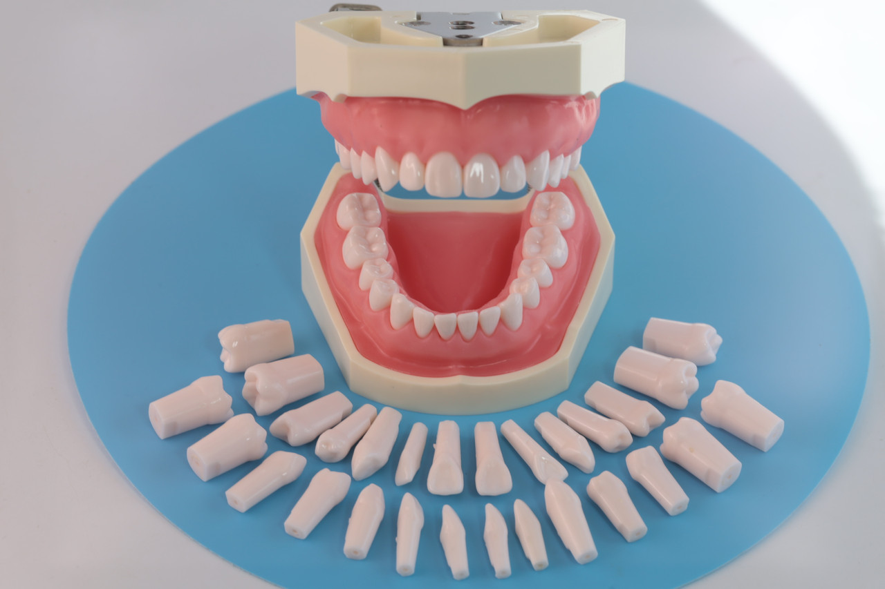 Модель стоматологічна (мякі ясна) тренувальна для фантома + 28 запасних зубів