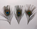 Перо павича Павлине Око Натуральне перо 12-15см, фото 3