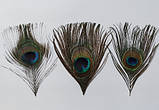 Перо павича Павлине Око Натуральне перо 12-15см, фото 6