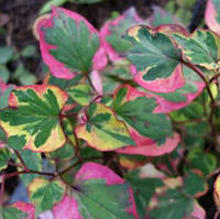 Хаутюнія серцеподібна Хамелеон