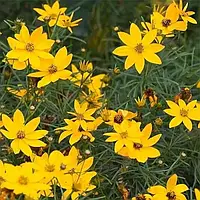 Кореопсіс мутовчастий "Загреб"