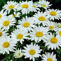 Леукантемум Snow Cap