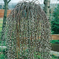 Іва плакуча (3 роки)