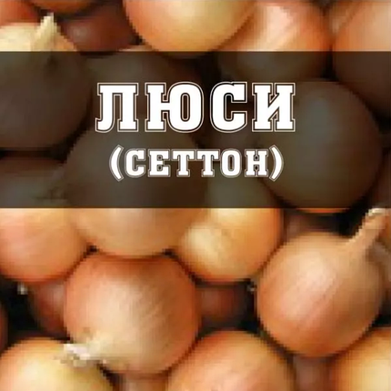 Цибуля Люсі (Сеншуй, Свіфт) TOP - 10 кг, фото 1