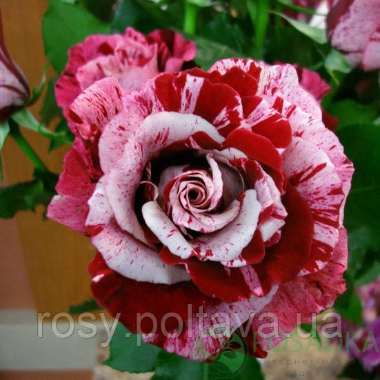 Крейзи Ван ( Crazy One): продажа, цена в Полтаве. Рассада и