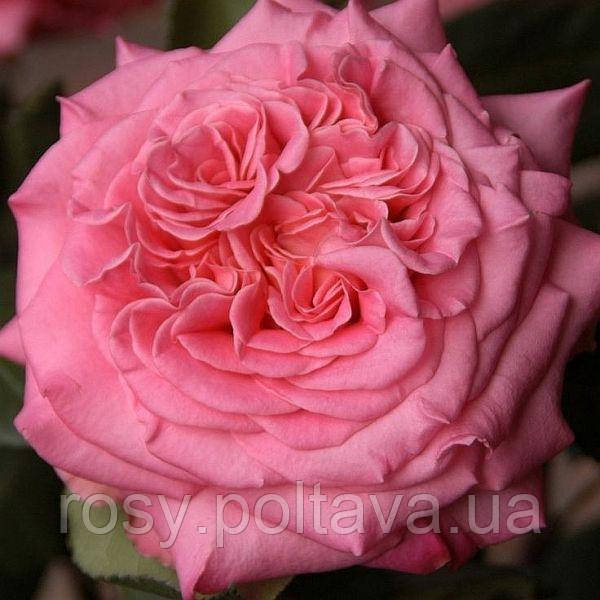 Ешлі (Ashley), фото 1