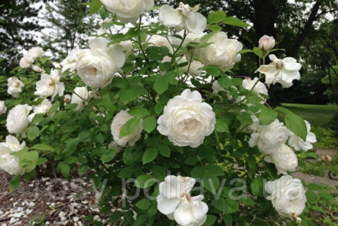 Вінчестер Кафедрал (Winchester Cathedral), фото 1