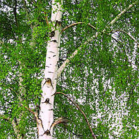 Береза звичайна (контейнер С3)