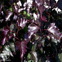 Береза повисла Роял Фрост С2