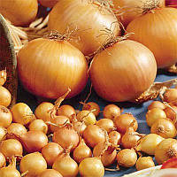 Озима цибуля сіянка Трой (Броер), 20 кг (упаковка) — рання (60-75 днів), високоврожайна, для осінньої посадки