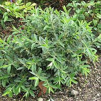 Іва далекосхідна Salix subopposita (3 роки)