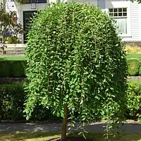 Верба козяча Кілмарнок (Kilmarnock) (3 роки)