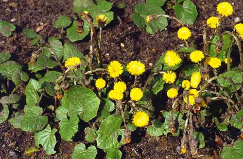 Мать-и-мачеха листья (мать и мачеха): продажа, цена в Харькове. Чай от ...