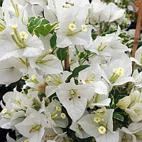 Бугенвіллія Panda