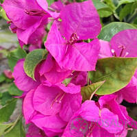 Бугенвіллія Blue Moon