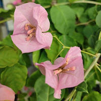 Бугенвіллія Hujan Panas Pink 7.5 л.