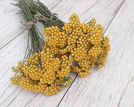 Сухоцвіт лонас для зимових букетів. 30 шт