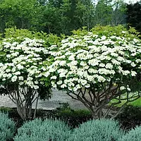 Калина — звичайна Компактум С2