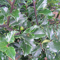 Падуб-мезерва "Блю Принц"