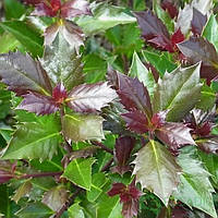 Падуб мезерва Хекенблау