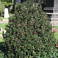 Падуб гостролистий Мезерва Хекенфі