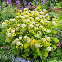 Пухироплідник калинолистий Дартс Голд С2